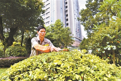 綠植“雕刻家” 美化廣州11年